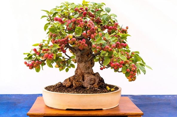 Crab-apple Bonsai Tree