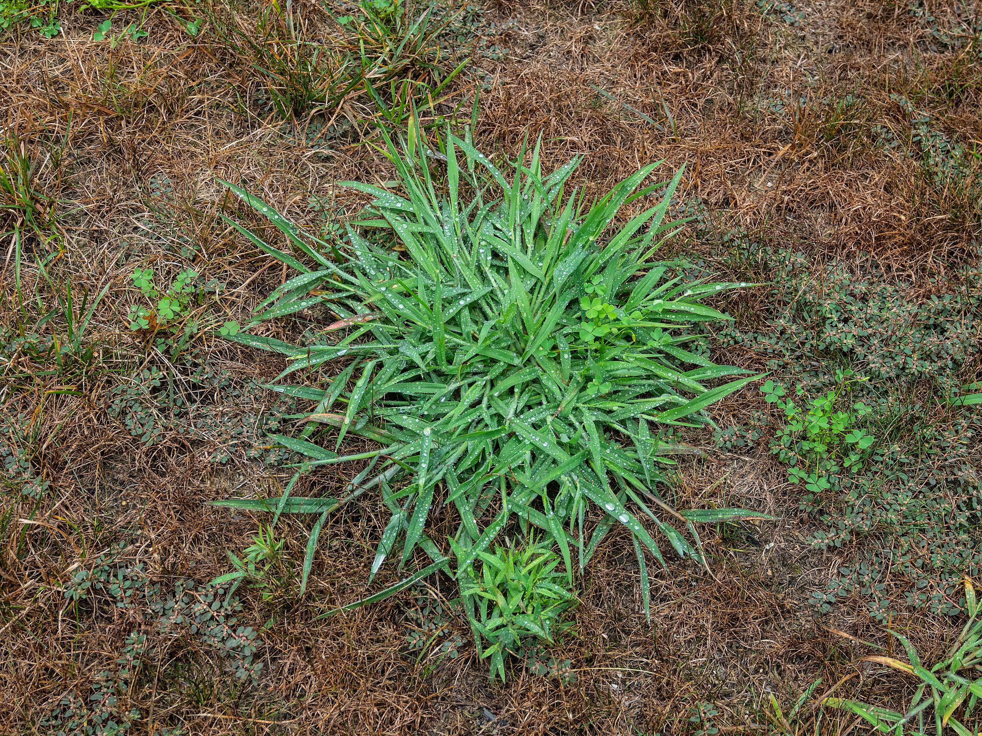 Crabgrass