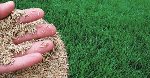 Does Grass Seed Expire and How to Check