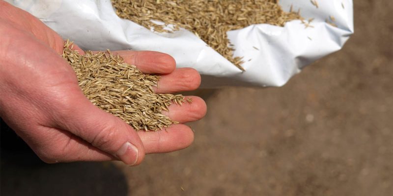 Hand sowing grass, closeup