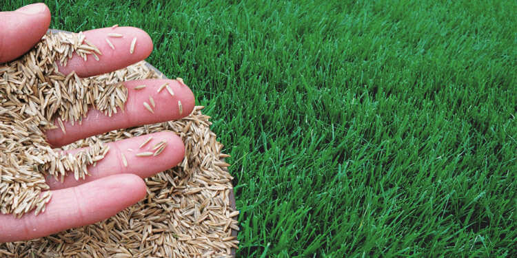 types of grass seed