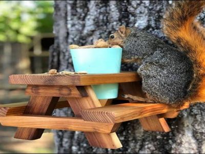 Feeding Squirrels, Good or Bad