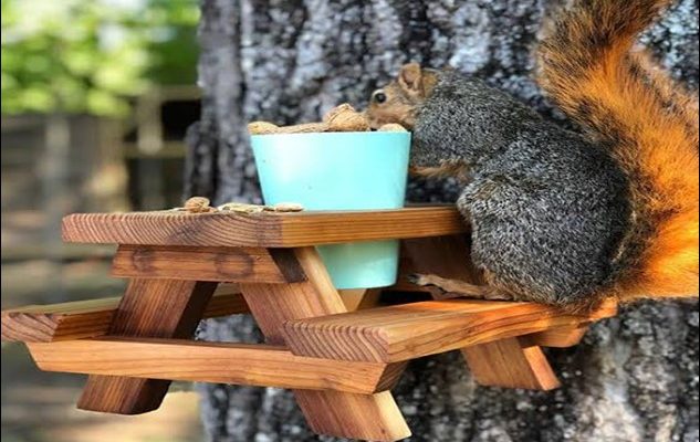 Feeding Squirrels, Good or Bad