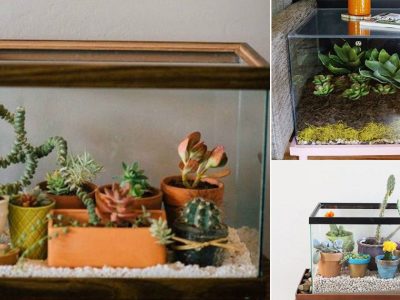 Fish Tank Planter and Terrarium Ideas