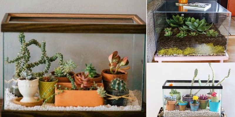 Fish Tank Planter and Terrarium Ideas