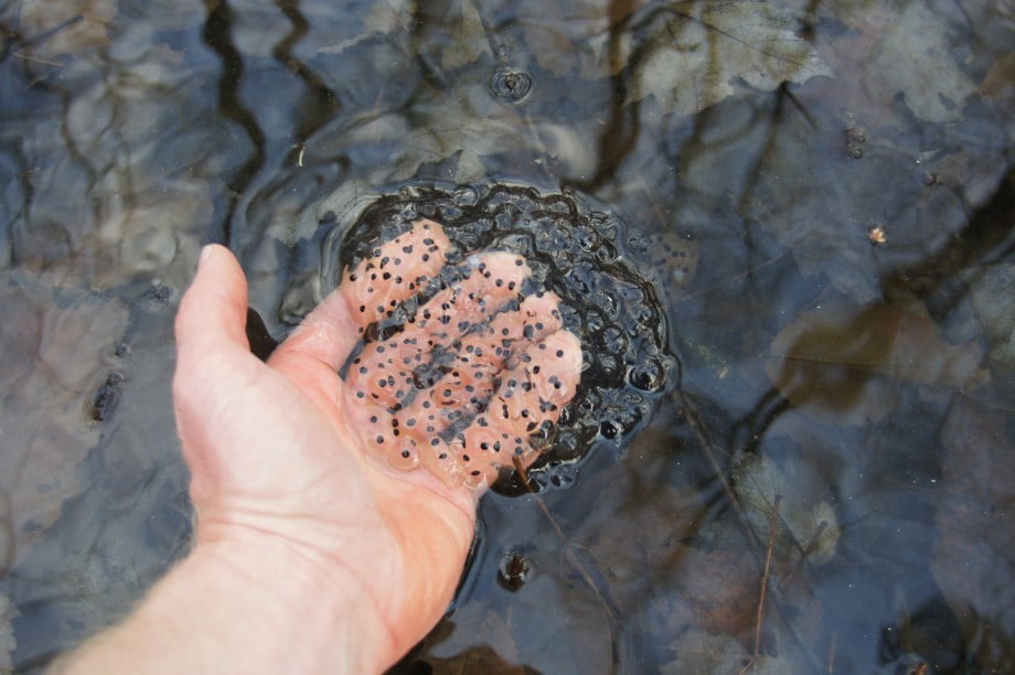 Frog eggs