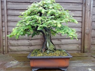 Giant Sequoia Bonsai Tree Care Guide