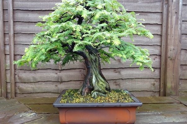 Giant Sequoia Bonsai Tree Care Guide