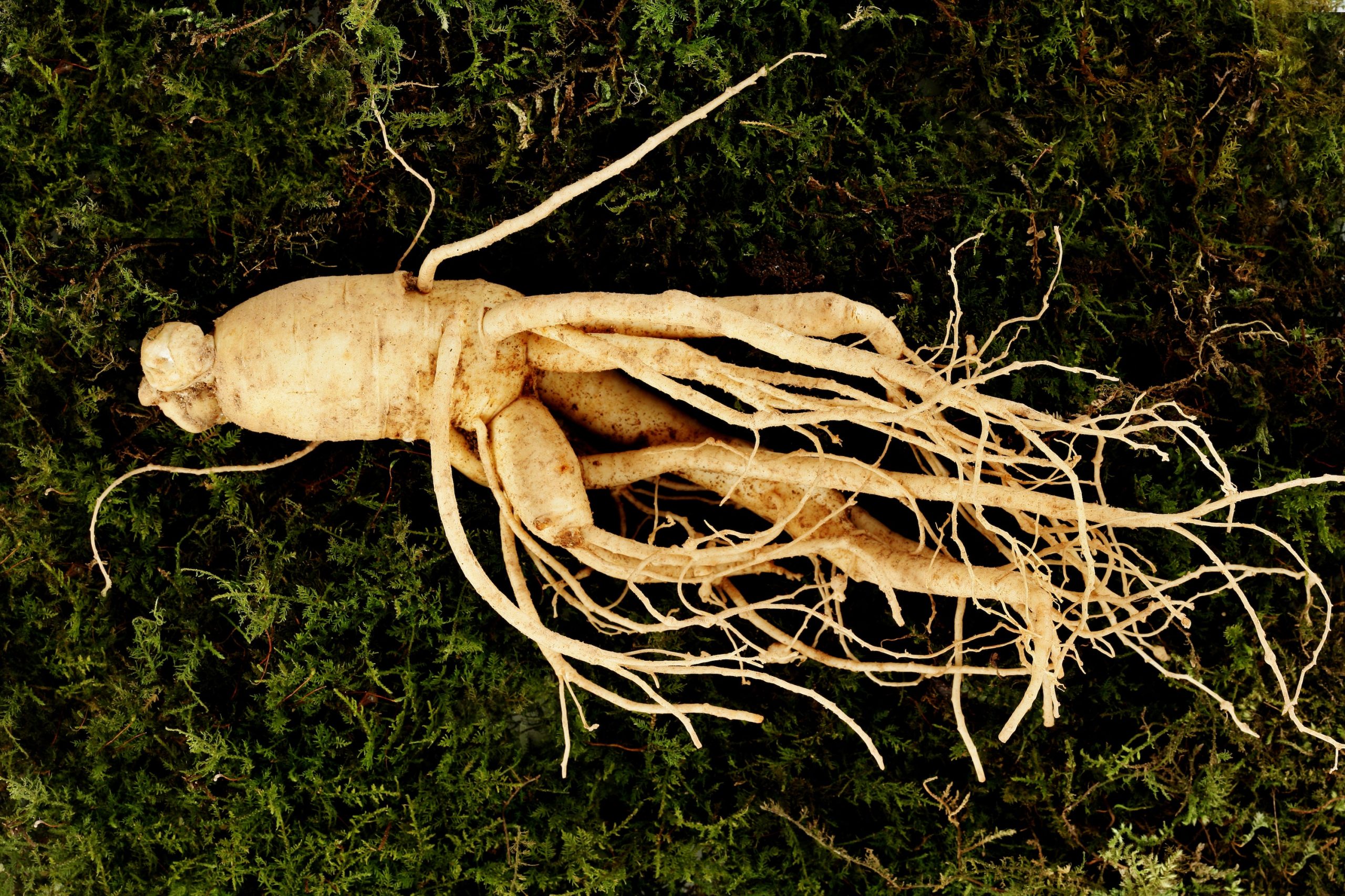 Ginseng