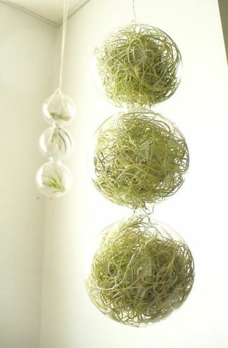 Glass Vault Hanging Terrarium