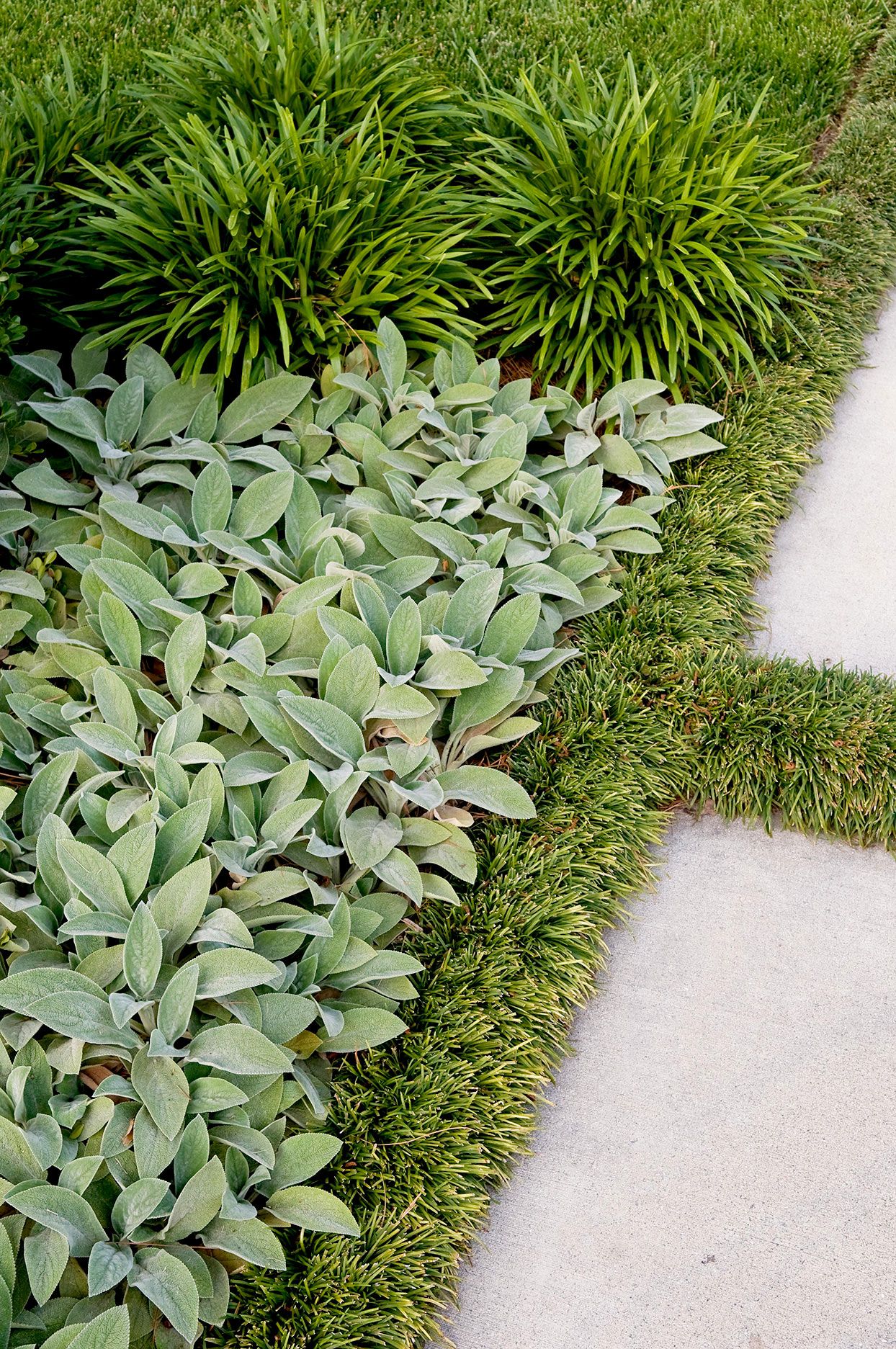 Groundcovers