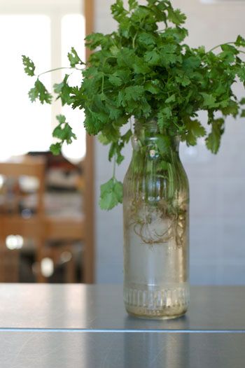 Grow Cilantro from Cuttings