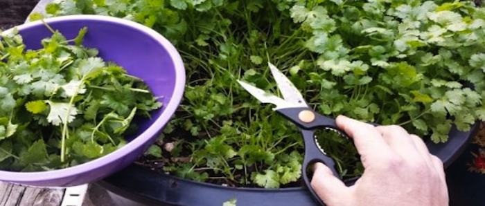 Grow Cilantro from Sprouts