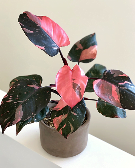 Half Moon Philodendron Pink Princess