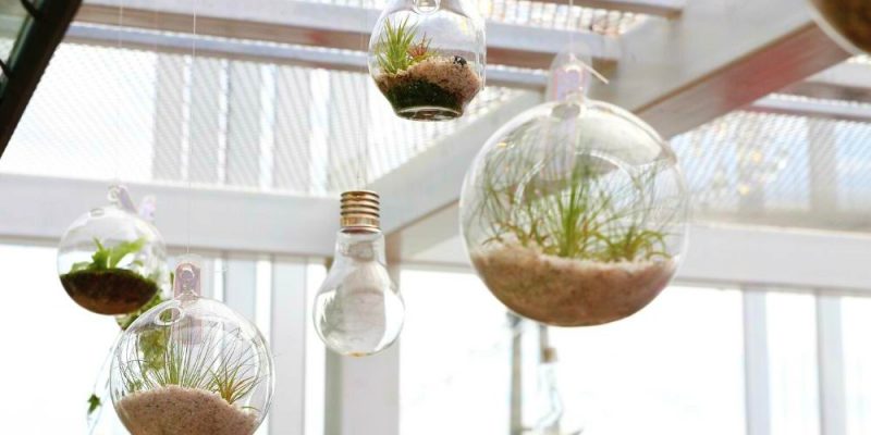 Hanging Terrarium Ideas