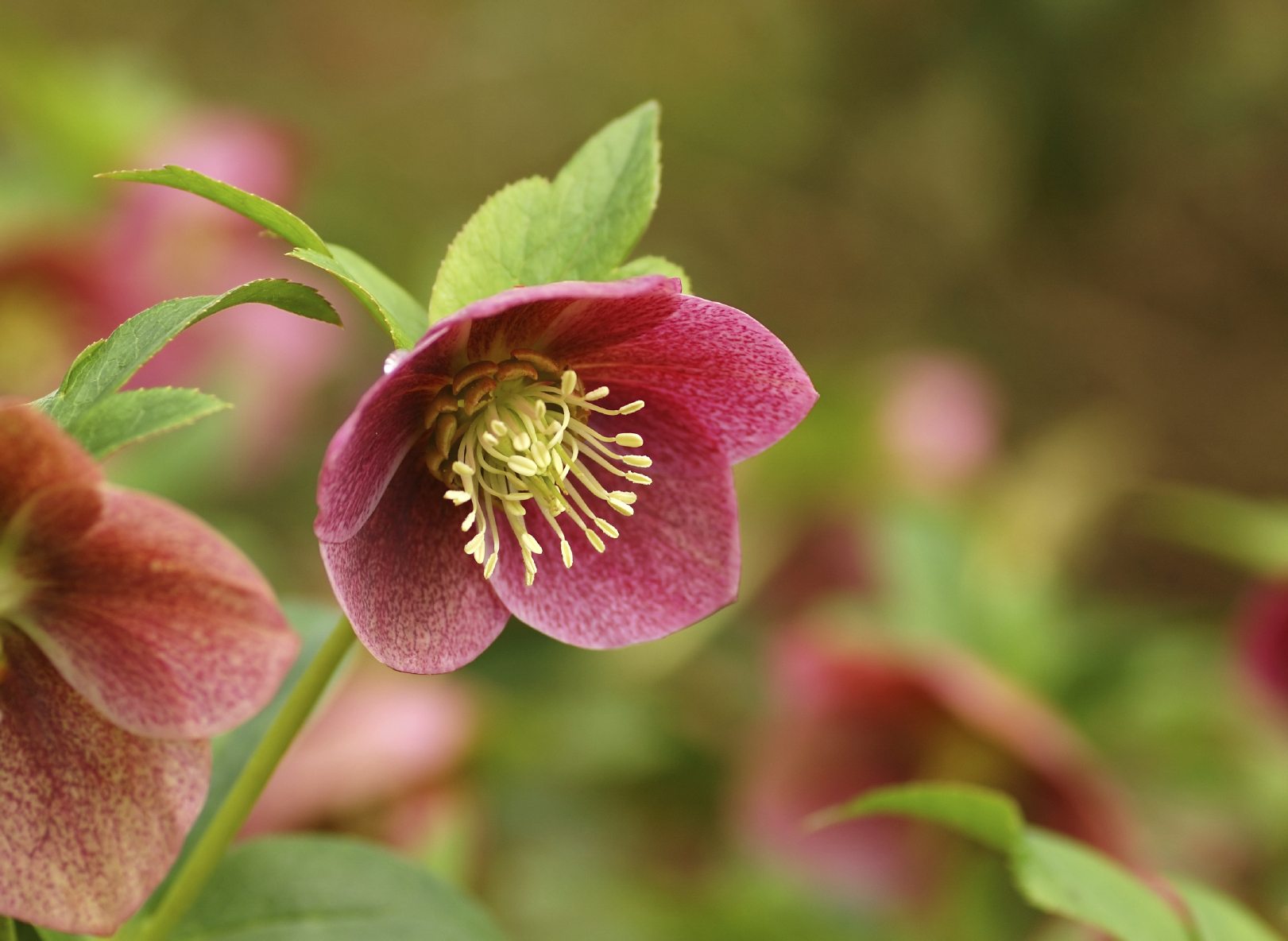 Hellebores