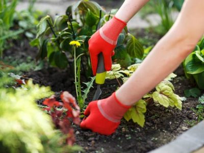 How Do You Pull Grass for Desert Landscape