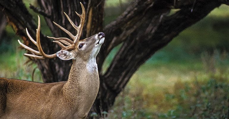 How to Get A Deer to Approach You and Not Be Afraid