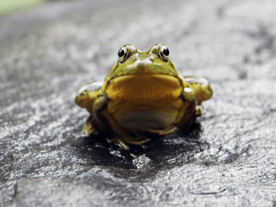 How to Get Rid of Frogs Humanly or as Gentle as Possible