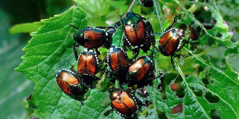 How to Get Rid of Japanese Beetles in The Garden