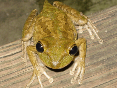 How to Get Rid of Tree Frogs and Toads