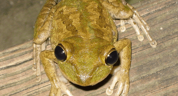 How to Get Rid of Tree Frogs and Toads