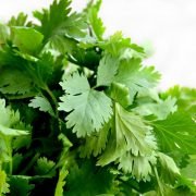 How to Grow Cilantro Tips & Tricks