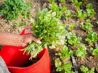 How to Grow Cilantro from Cuttings (Full Guide)