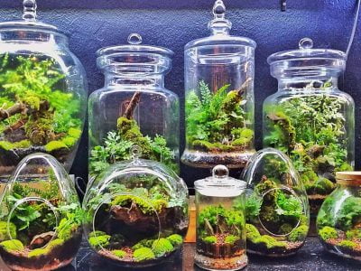 How to Make Your Own Terrarium