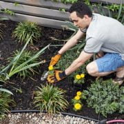 How to Prevent Weeds in Desert Landscape