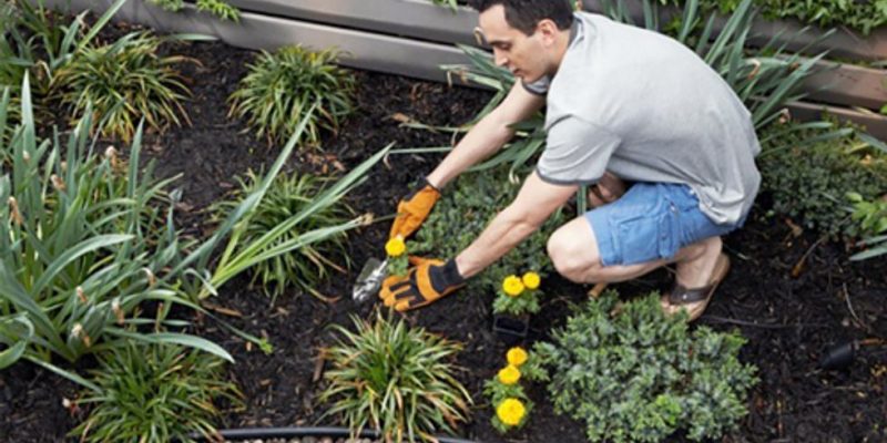 How to Prevent Weeds in Desert Landscape