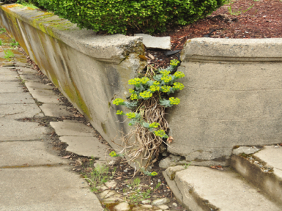 How to Repair A Retaining Wall [Common Reasons and Solutions