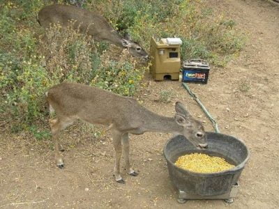 Is It Bad to Feed Deer