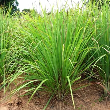 Lemon Grass