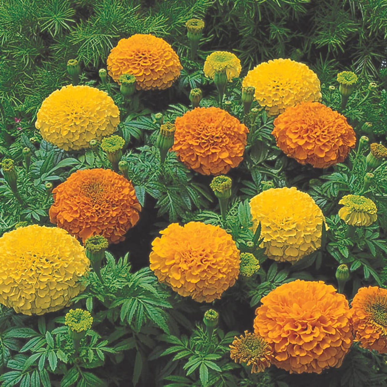 Marigold