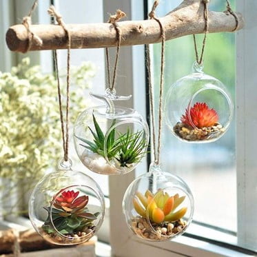 Plank Window Terrarium