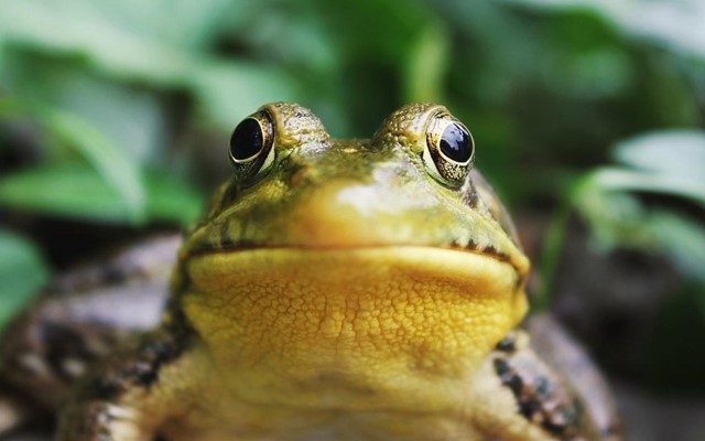 Proven Ways to Get Rid of Frogs Around the House