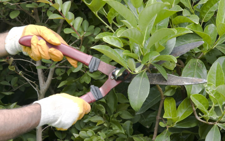 Pruning