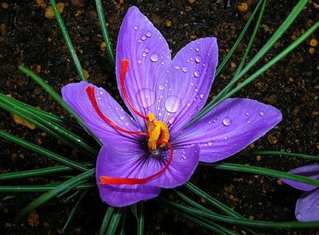 Saffron Crocus