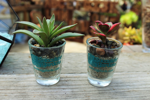 Shot Glass Terrarium