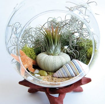 Succulent Sea Terrarium