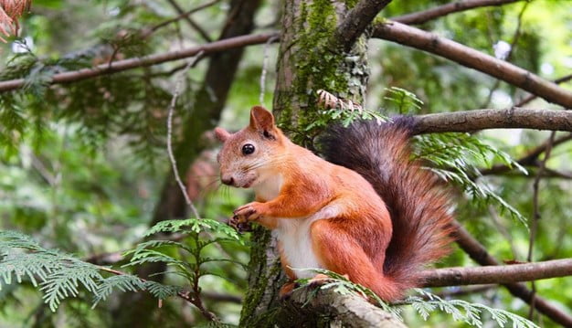 Things You Should Avoid Giving to Squirrels to Feed On