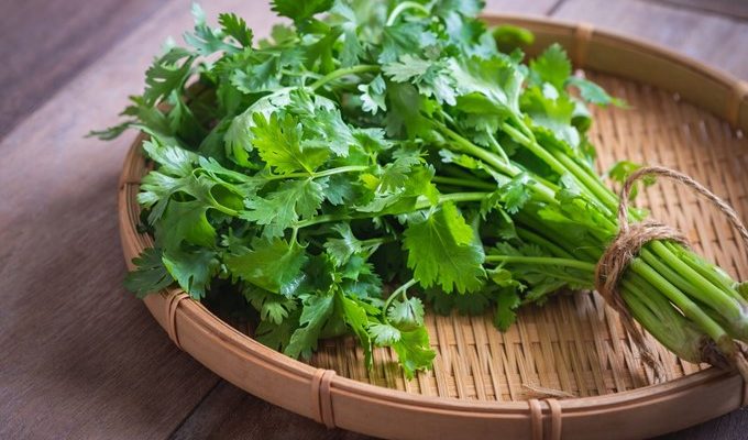 Tips and Tricks to Grow Cilantro Plants and Seeds