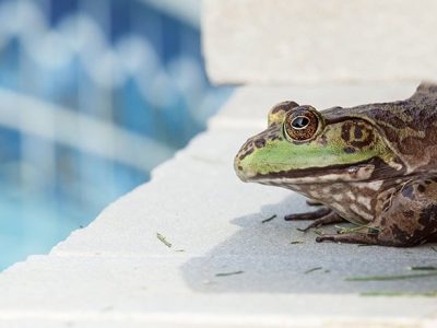 Top 5 Ways to Get Rid of Frogs in Your Pool