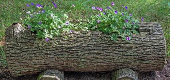 . Tree Trunk