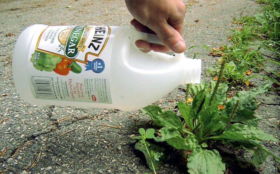 Vinegar Herbicide