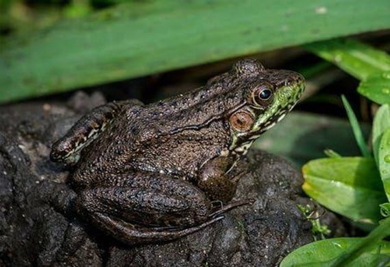 Ways to Attract Frogs in Your Garden