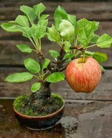 What Bonsai Fruits are Edible