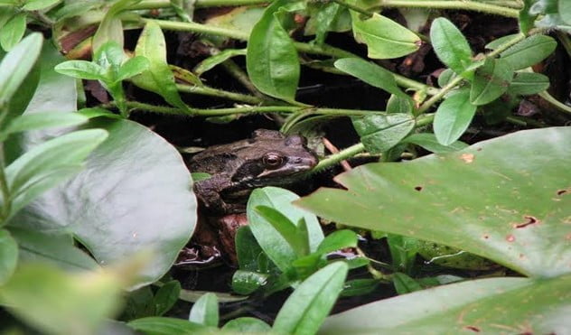 What Can Make Your Garden Be Full of Frogs