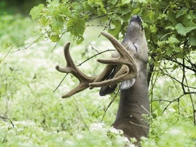 What Does A Deer Feed Off in Nature